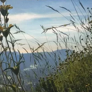 HERBARIUM WALKING TRIP. GUIDE OF THE 111 MOST FREQUENT AND USEFUL PLANTS FOR THE HIKER.
