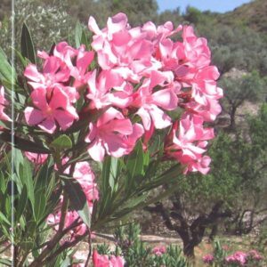 HERBARI TÒXIC. GUIA DE LES PRINCIPALS PLANTES VERINOSES, MORTALS I PSICOTRÒPIQUES VALENCIANES.